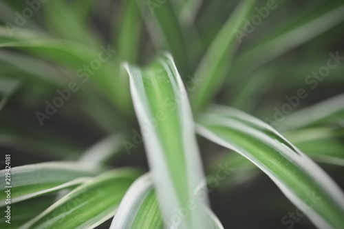 leaves in the tropical forest,Texture of green leaves, leaf in Forest. Garden and Green wall. Green abstract background.