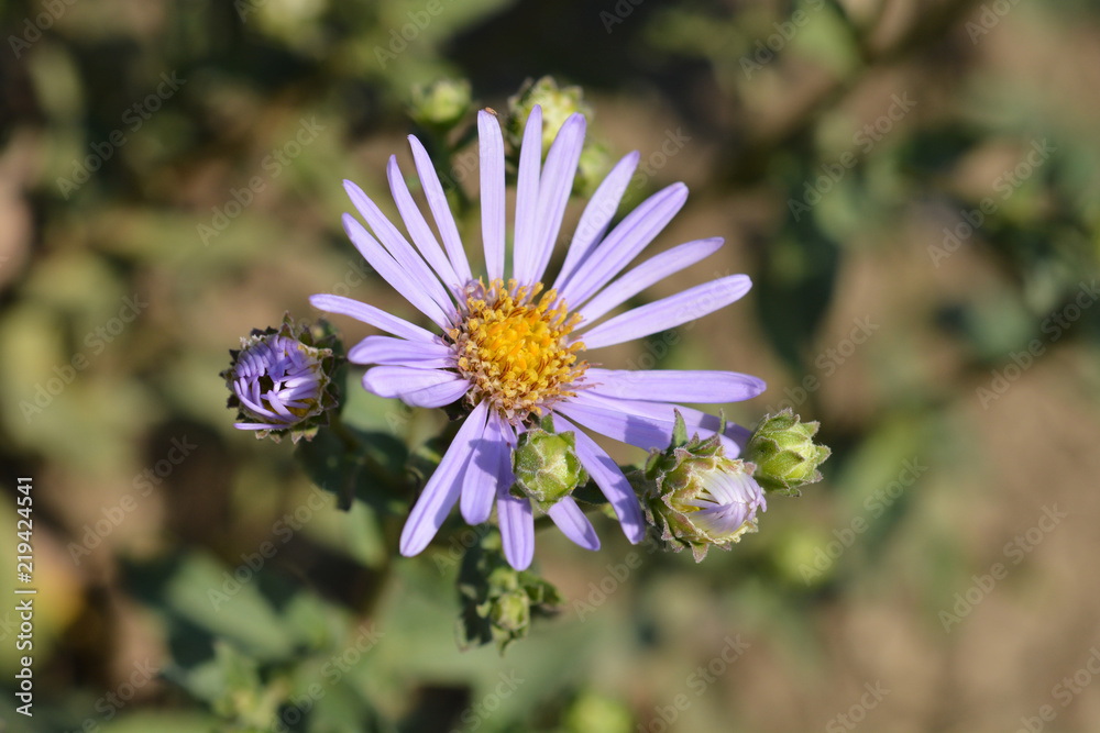 Obraz premium Summer Michaelmas daisy