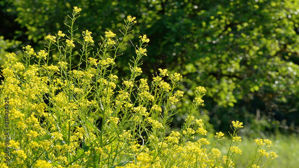 Fototapeta premium Wilde Senfblüten vor einer Hecke