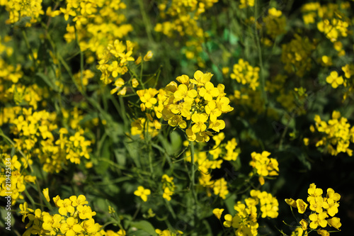 yellow mustard flower field in srinagar, jammu, kashmir, india © Laddawan