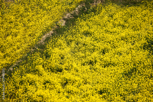 yellow mustard flower field in srinagar, jammu, kashmir, india
