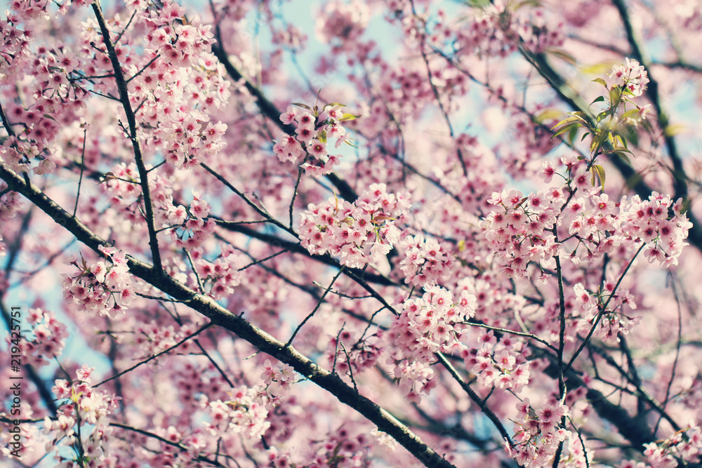 Wild Himalayan Cherry Blossoms in spring season (Prunus cerasoides), Sakura in Thailand, selective focus, Phu Lom Lo, Loei, Thailand. Wild Himalayan Cherry Blossoms in spring season (Prunus cerasoides), Sakura in Thailand, selective focus, Phu Lom Lo, Loei, Thailand.