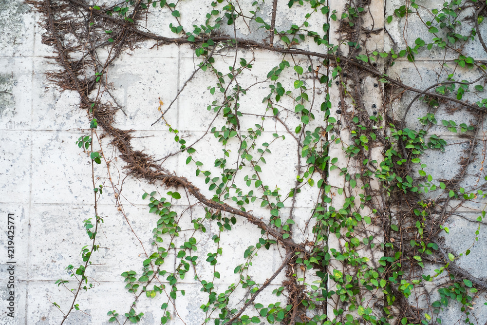 climbing green ivy on the weathered white wall with copy space climbing green ivy on the weathered white wall with copy space