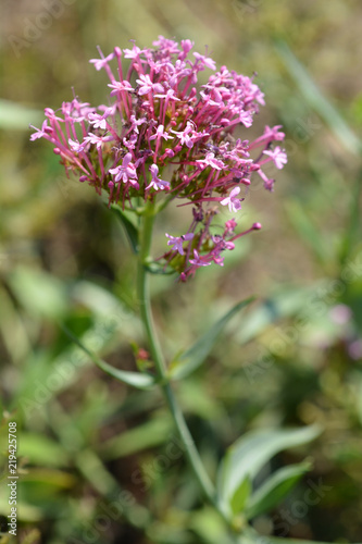 Red valerian