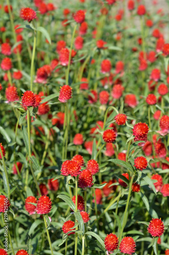 Wallpaper Mural Red globe amaranth Torontodigital.ca