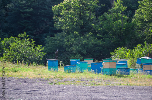 Hives in an apiary with bees flying to the landing boards. Apiculture