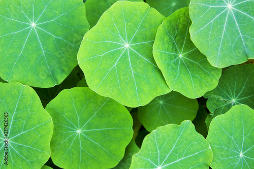 Green dry lotus leaf background