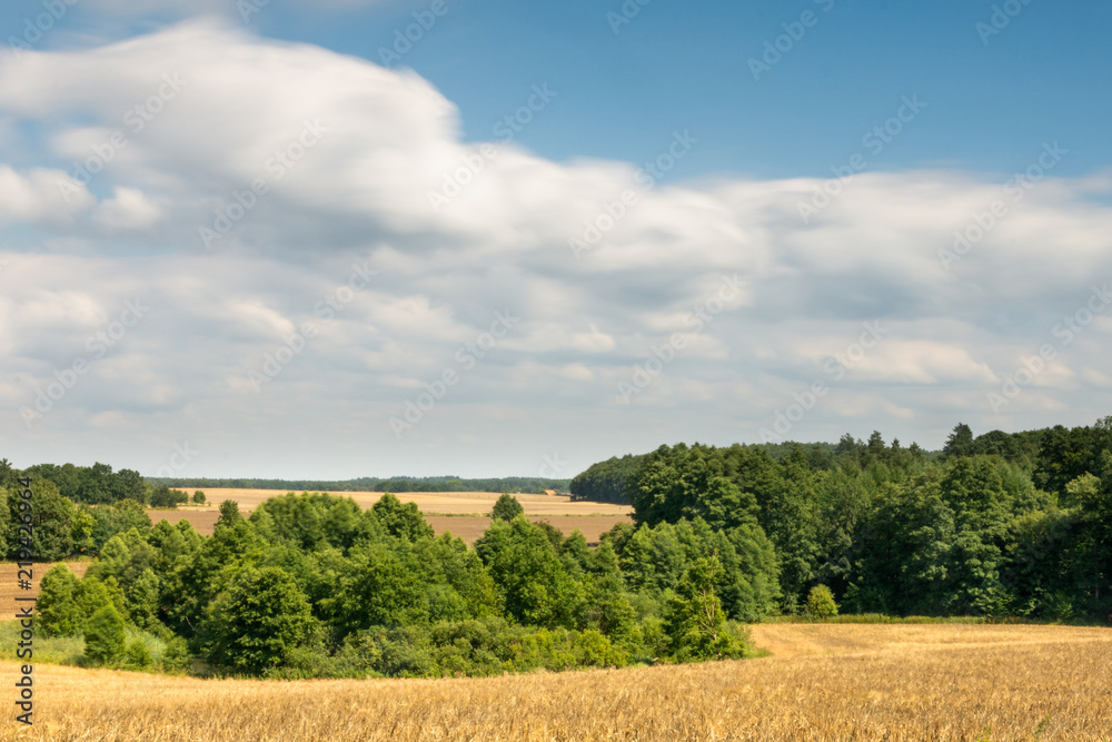  Wheat growing among trees. Fast moving clouds in the background