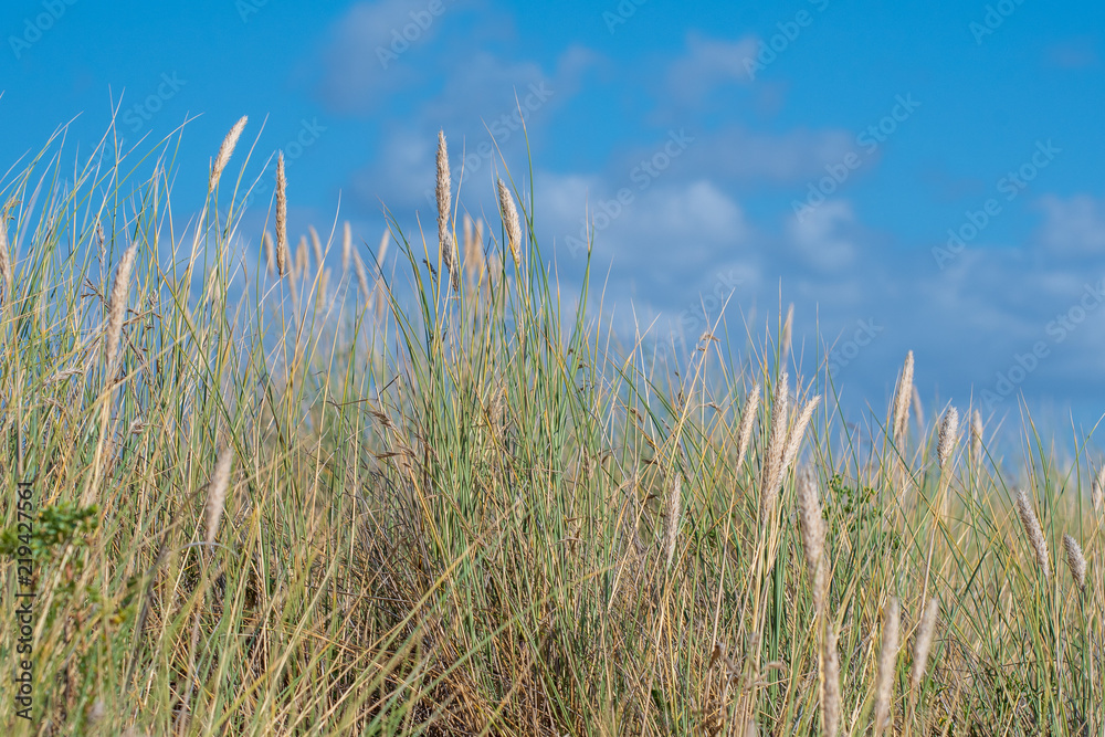 Fototapeta premium Dune