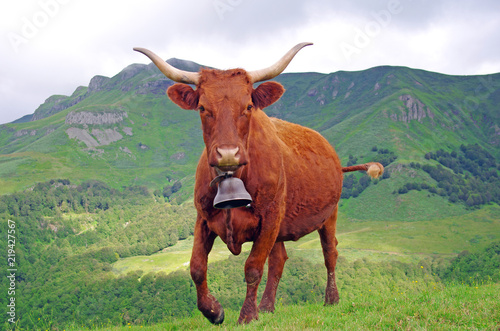 Vache Salers prête à charger. Saison de l'estive dans les monts du Cantal, Auvergne, France photo