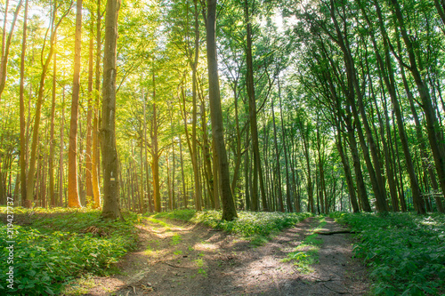 Bright path against the dark one