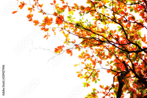 autumn leaf isolated on white background with copyspace