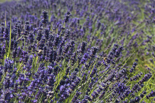 Campo di lavanda