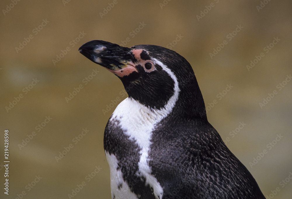 Naklejka premium Manchot de Humboldt,.Spheniscus humboldti, Humboldt Penguin, Argentine