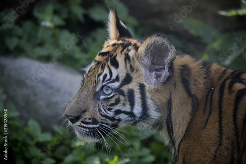 Sumatran tiger cub. © Lucie