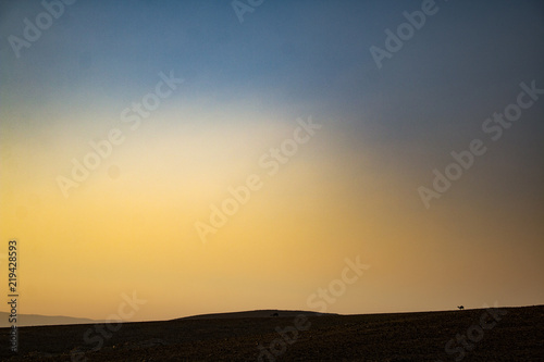 little camels in the distance