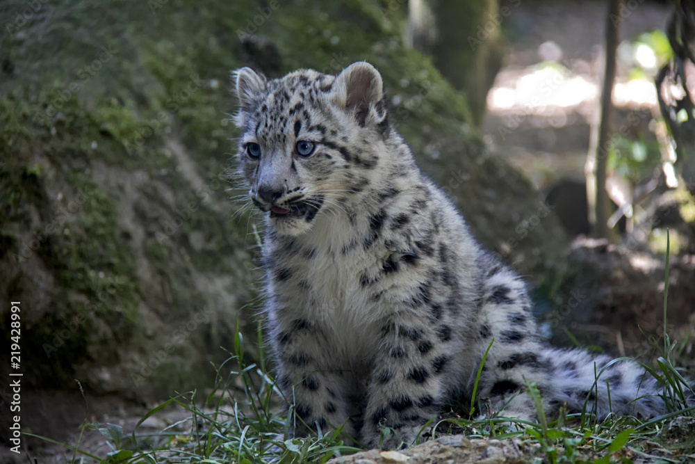 Obraz premium Snow leopard cub.