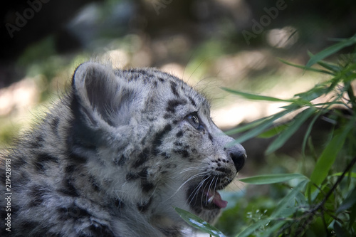 Snow leopard cub.