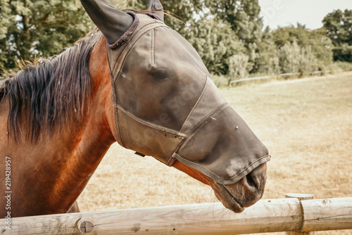 Fototapeta Naklejka Na Ścianę i Meble -  Horse on field wearing  protection mask.