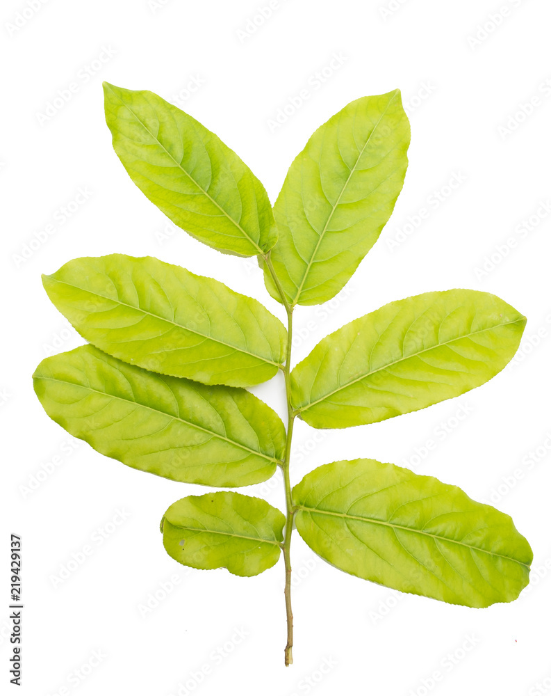 Fototapeta premium yellowish green leaf isolated on white background