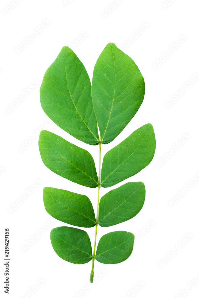 Fototapeta premium green leaf isolated on white background