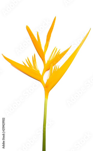 Yellow Bird of paradise flower isolated on white background