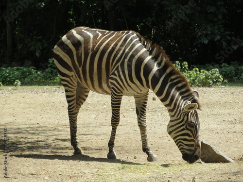 Zebra