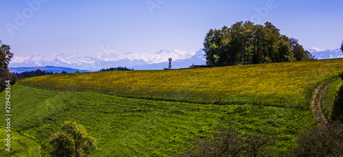 Windmill, Yellow Flower Field and Snowy Mountains on Sunny Spring Day.