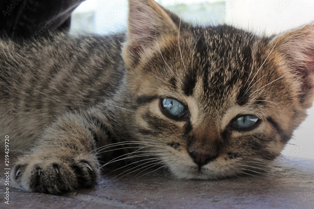 Gatito atigrado descansando con ojos azules