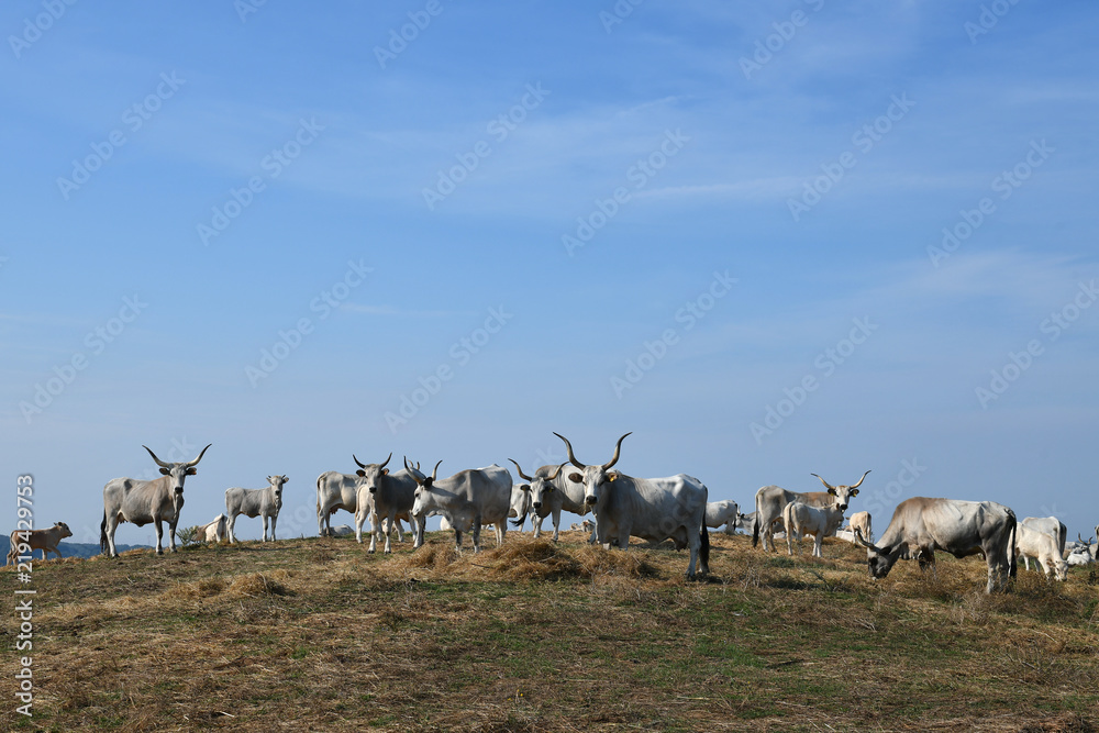 Free range Maremmana Cattle in the Italian Countryside