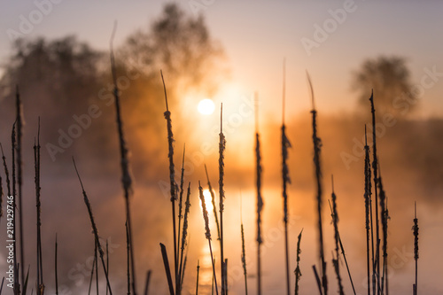 Sunrise Light Piercing Through Mist and Trees and Reflecting in Lake Behind Cat   s Tails.