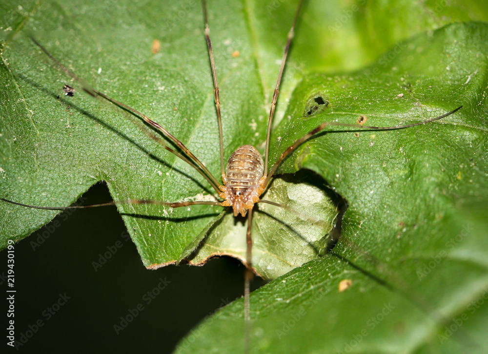 Weberknecht auf Blatt Weberknecht auf Blatt