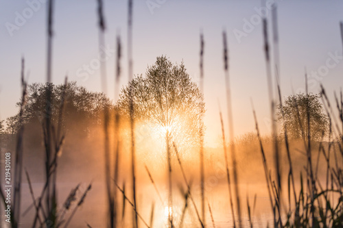 Sunrise Light Piercing Through Mist and Trees and Reflecting in Lake Behind Cat’s Tails.