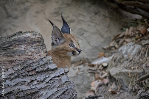 Photography Portrait of caracal cub.