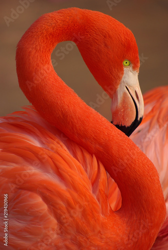 Photography Portrait flamant rose rouge