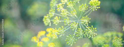 fennel flower blossom in a garden sunlight behind selected focus