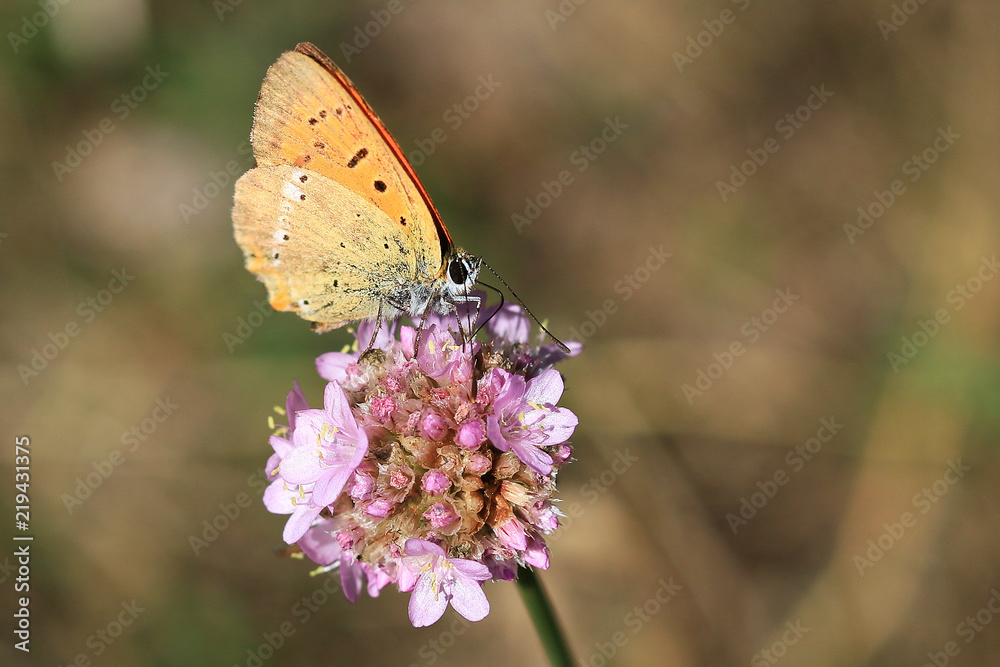 Orange butterfly on pink flower