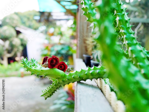 Huernia schneideriana have three red flowers, succulent on pot, cactus, cacti, cactaceae, tree. Drought tolerant plant. photo