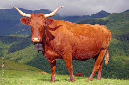 Vache de race salers en estive dans les monts du Cantal en Auvergne.