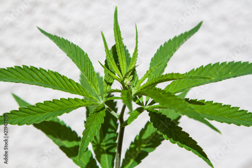big cannabis marijuana plant detail