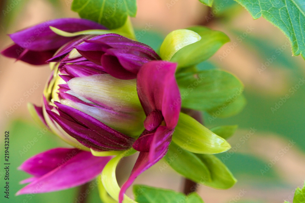 Macro Purple Dahlia Bloom Macro Purple Dahlia Bloom
