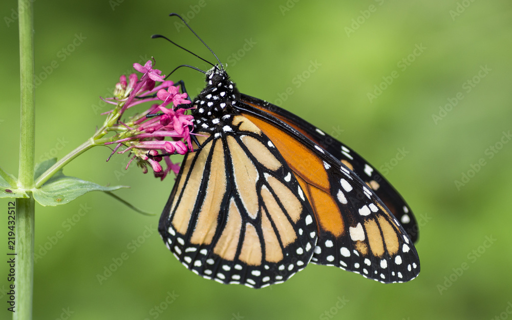 Fototapeta premium Monarch butterfly