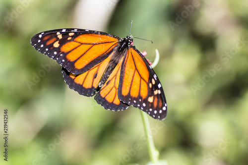 Monarch butterfly © Pietro