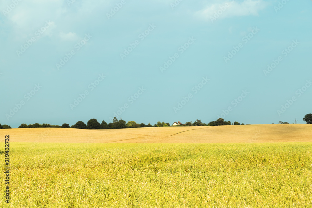 Rural field landscape - Essex,UK