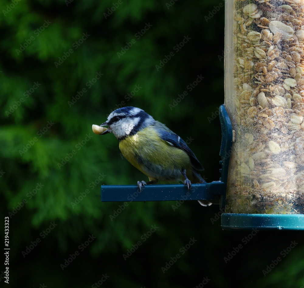 Naklejka premium Garten,Blaumeise,Gartenvogel