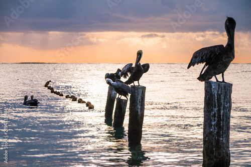 Pelicans Resting on Wood Mooring Pillars over the Caribbean Sea at Sunrise. © Angelina Cecchetto