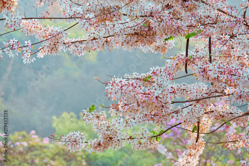 Pink cassia, Pink shower, Wishing tree, Cassia bakeriana Craib. flower blooming photo