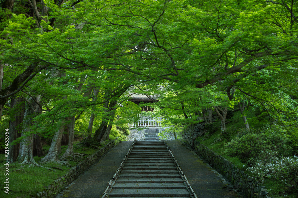 京都府 毘沙門堂 新緑