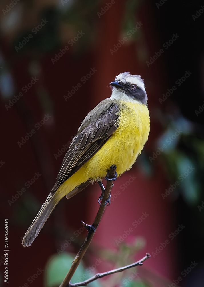Fototapeta premium Great Kiskadee on branch lovely detail photo - Pitangus sulphuratus