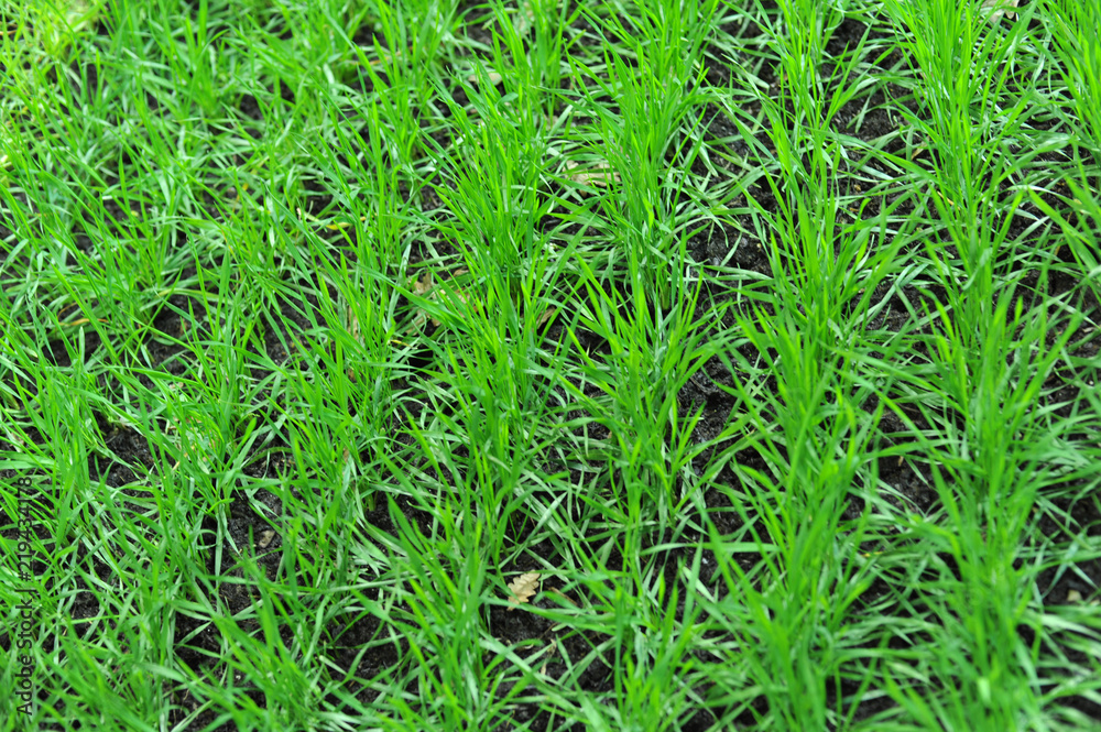 blé d'hiver blé d'hiver